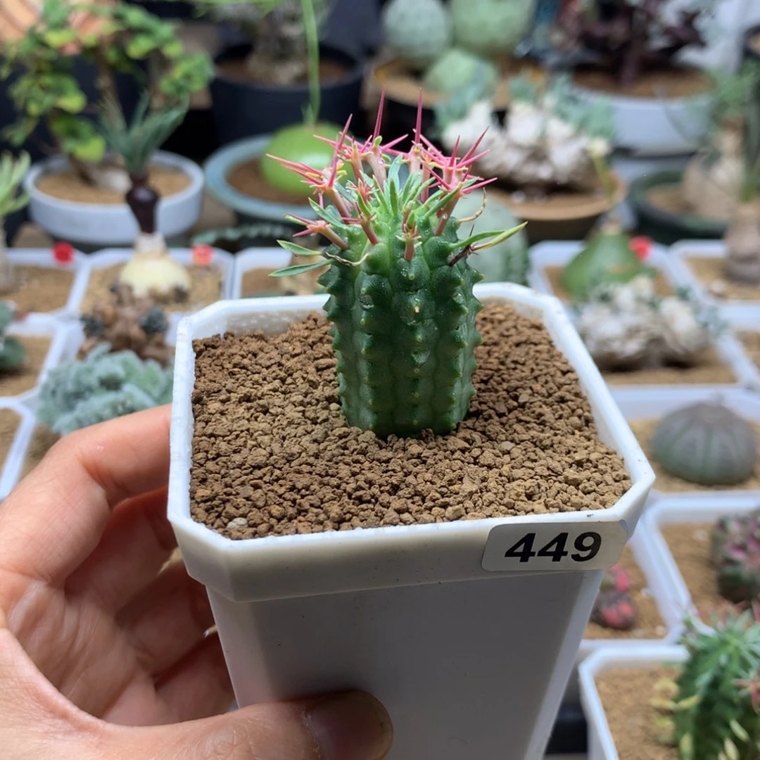 群星冠大戟实生带盆449