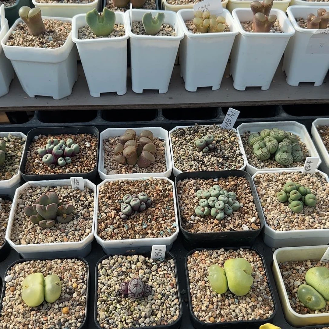 多肉植物母本优惠卷16