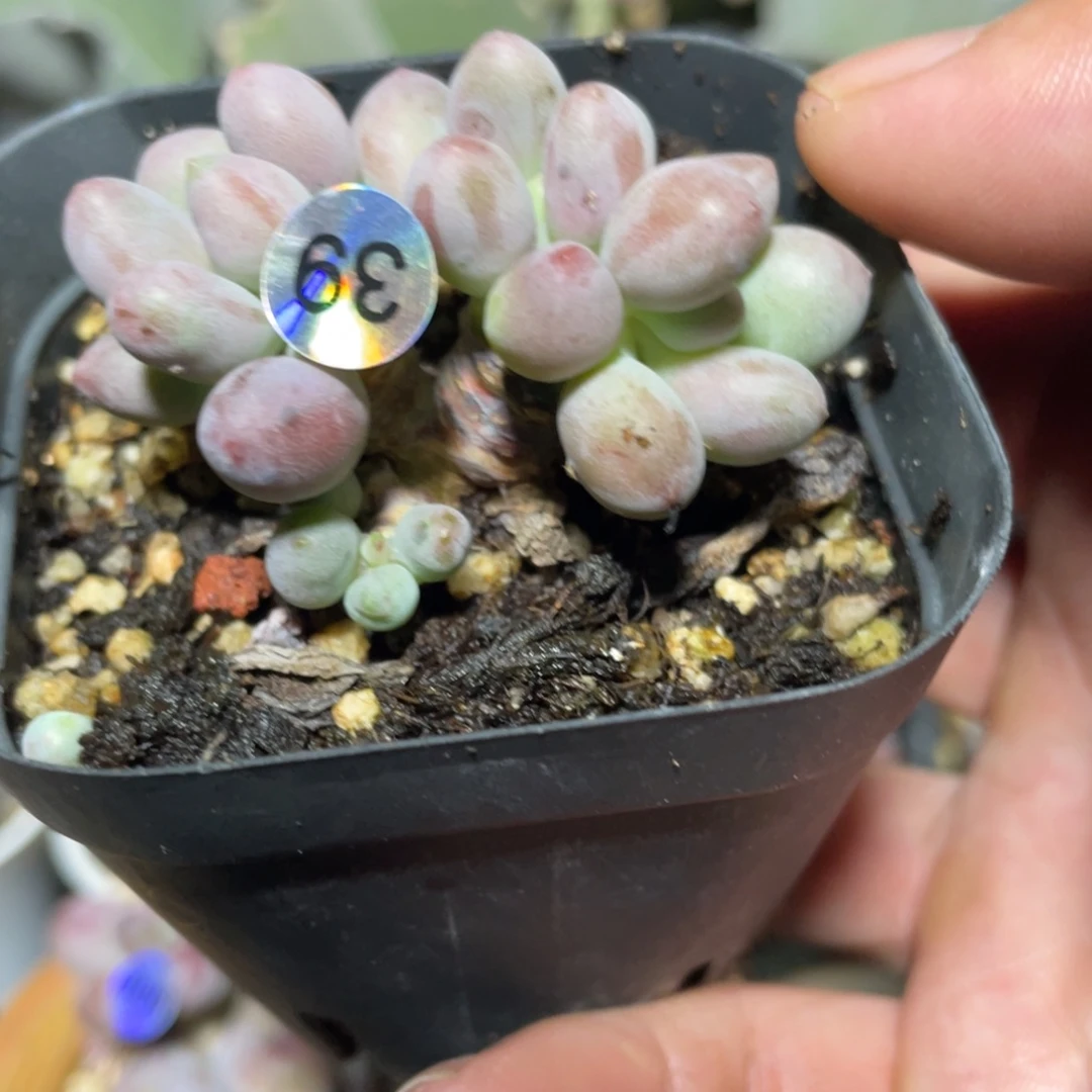 仙子奶酪多肉植物