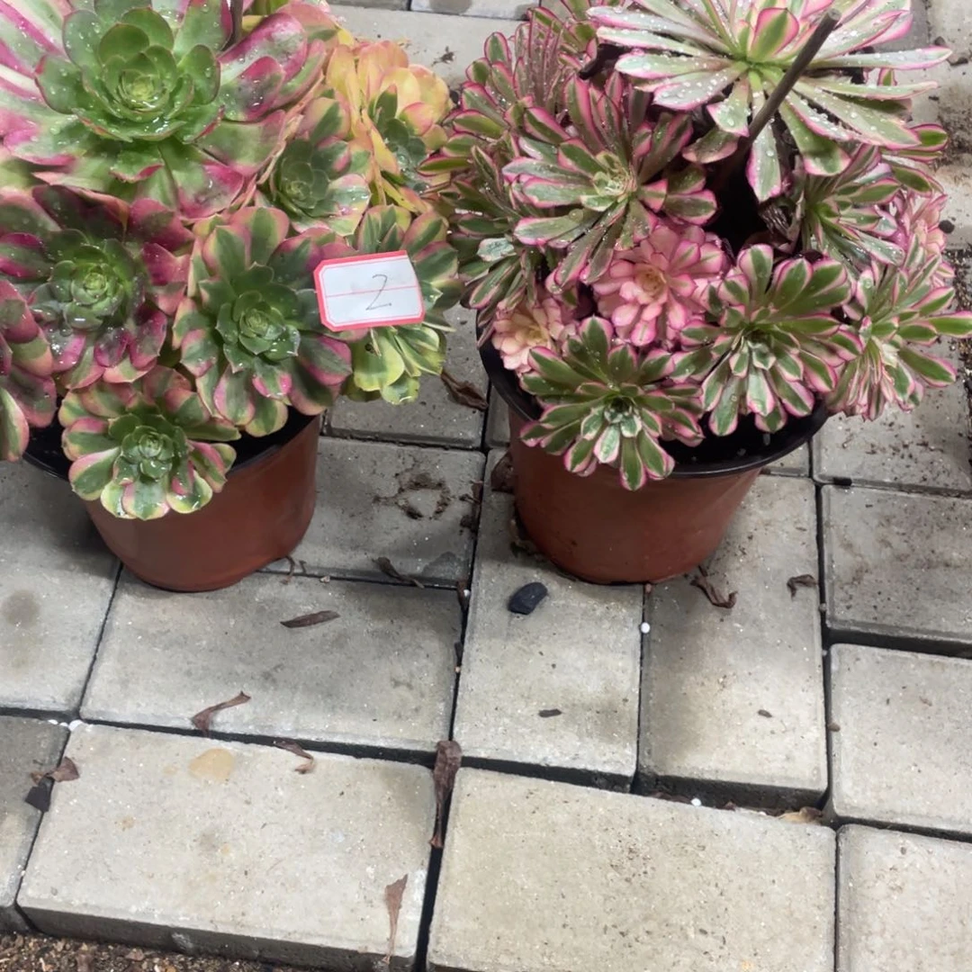 法师多肉植物等多