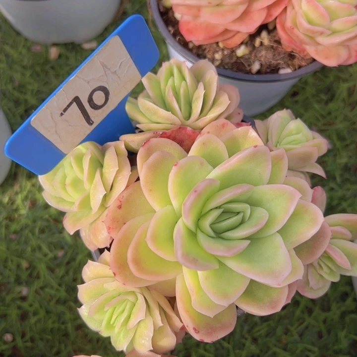 健健康康平平安安