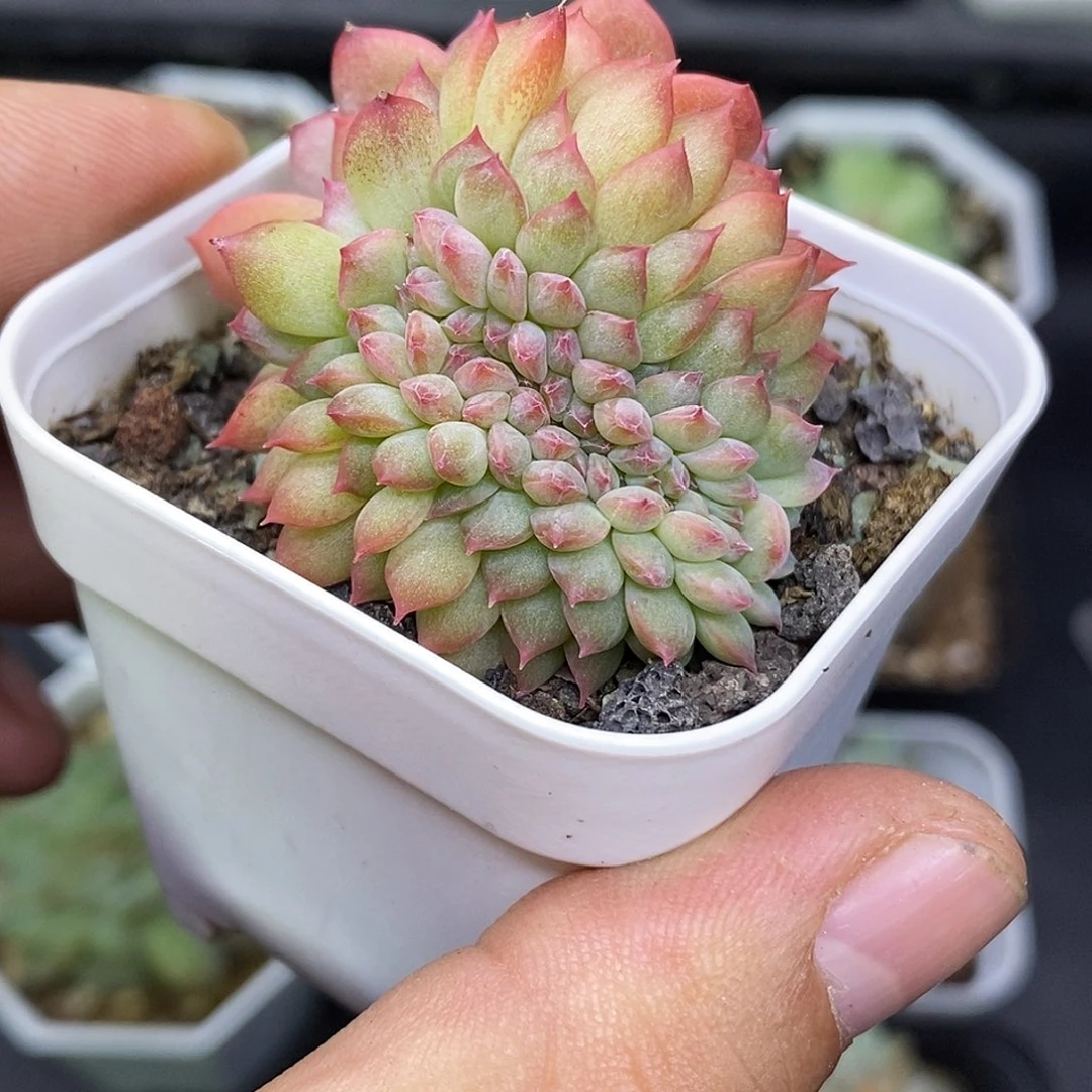 糖心缀化30包邮非偏远