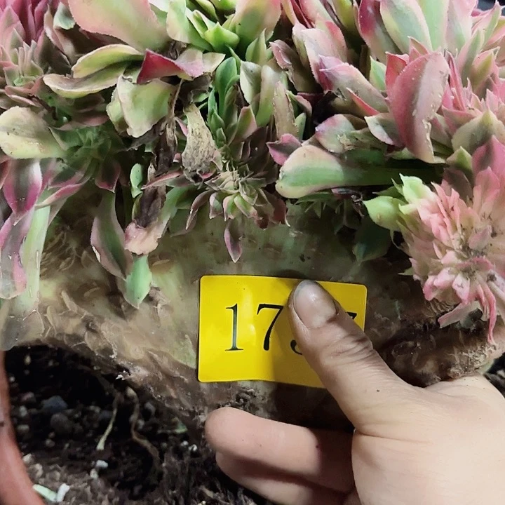 多肉植物福利1757