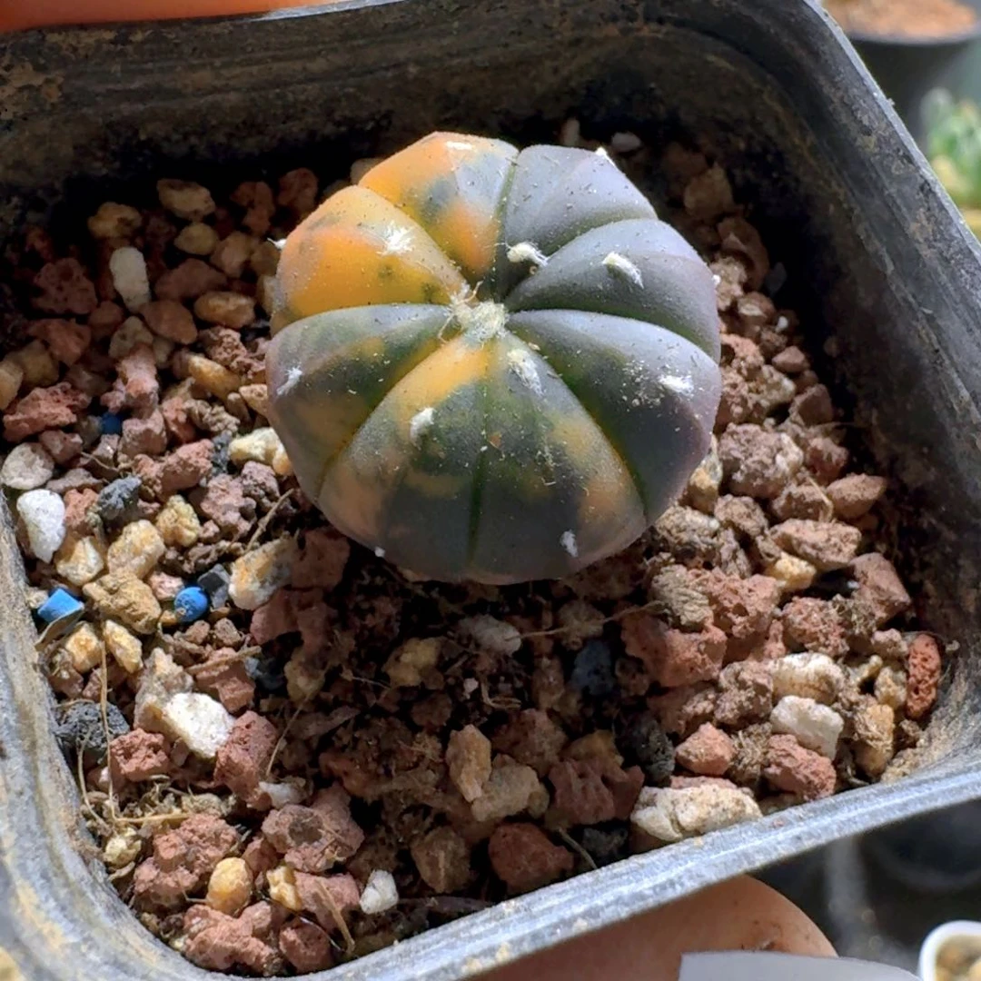 262兜锦脱土发货