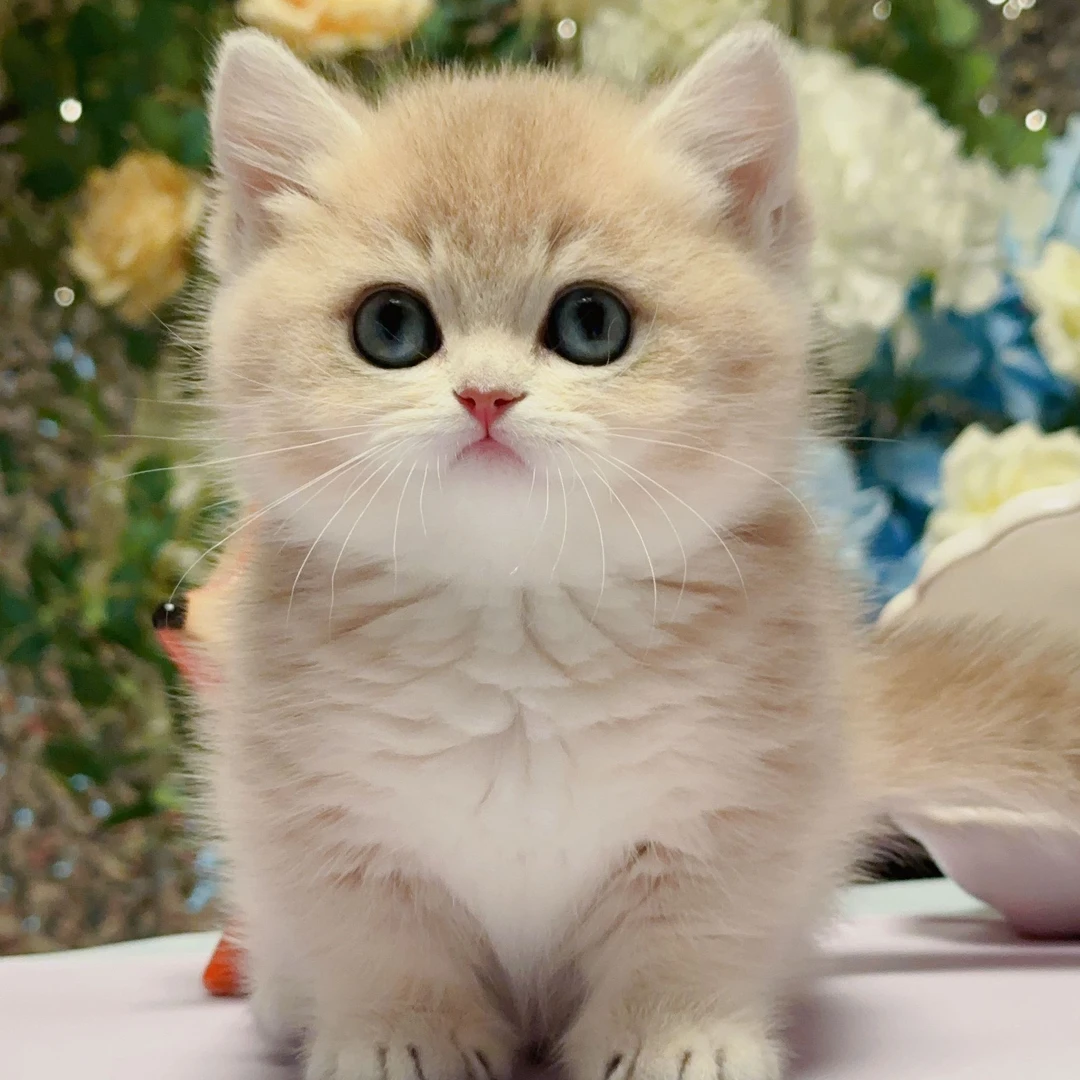 小丸子——12色蓝金曼基康矮脚弟弟宠物猫咪活体全款链接