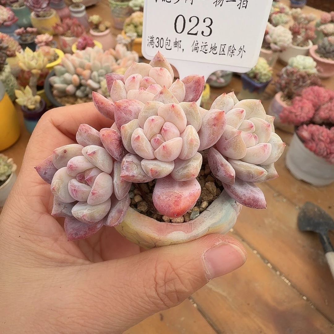 023 一物一拍含盆土