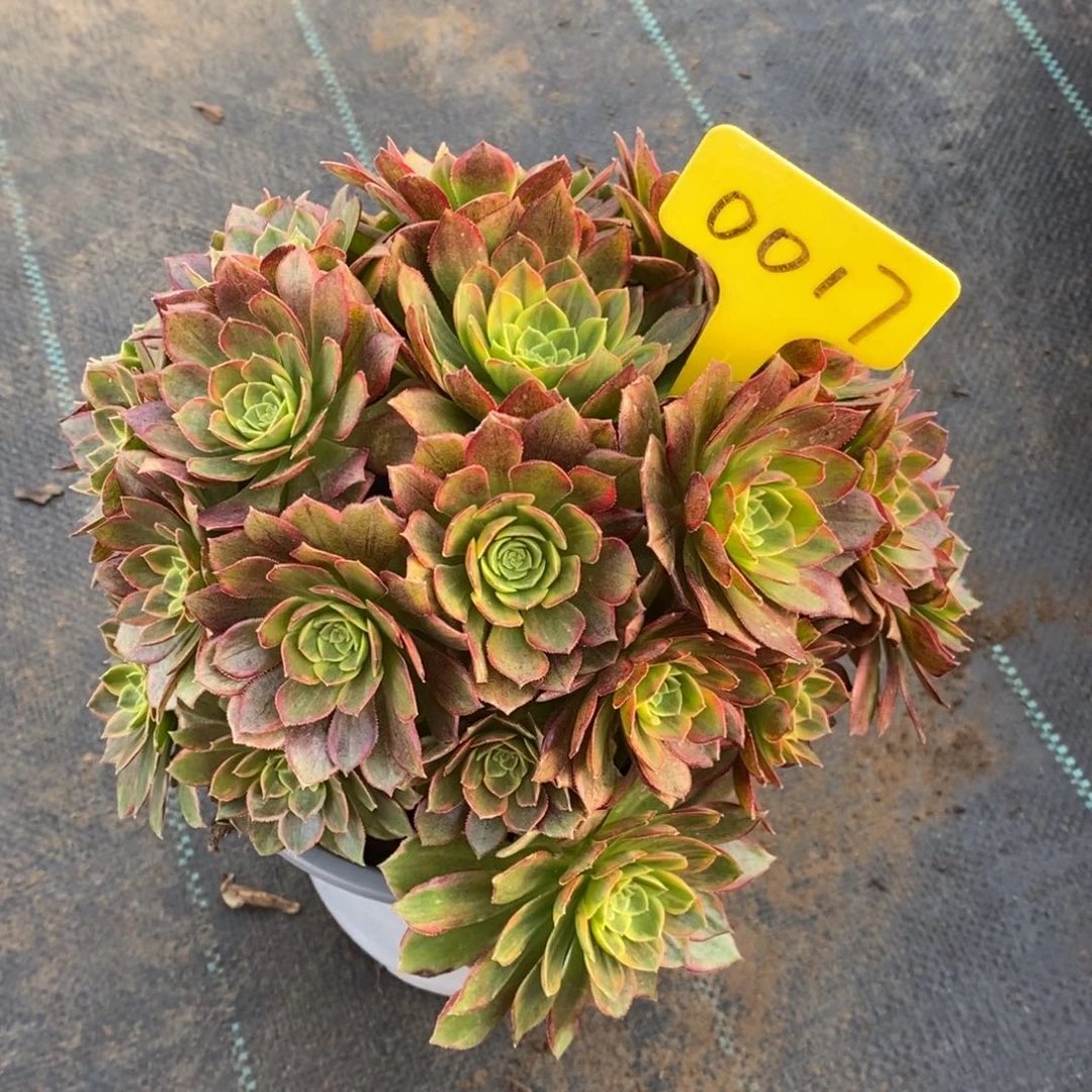 0017万圣节黄锦多肉