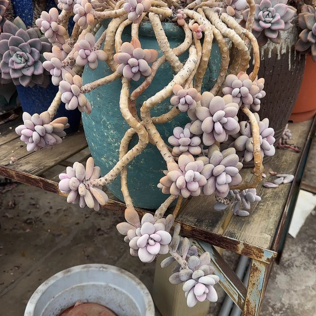 酒**神多肉植物桃蛋