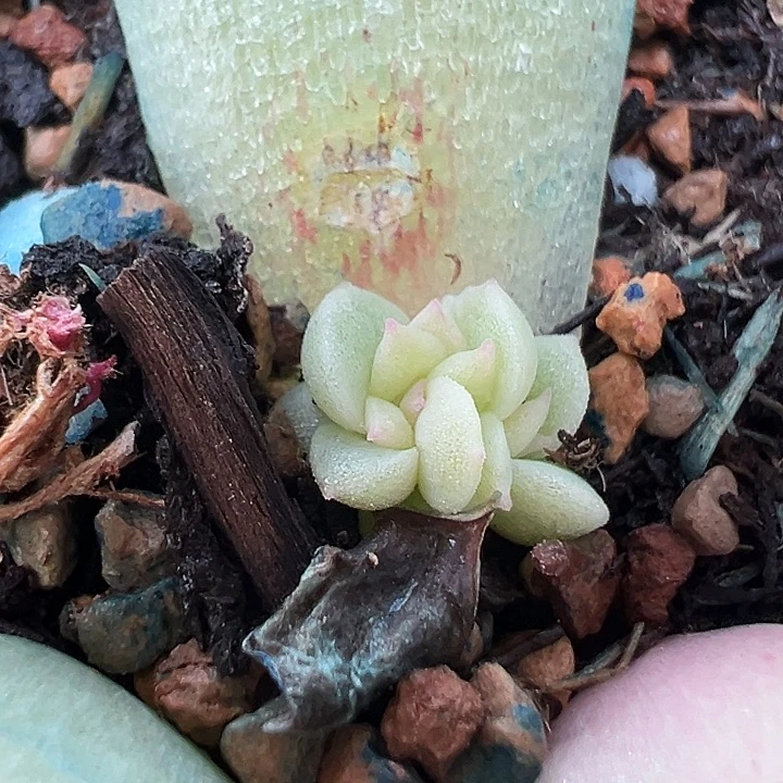 Q438全白珍妮一颗叶差