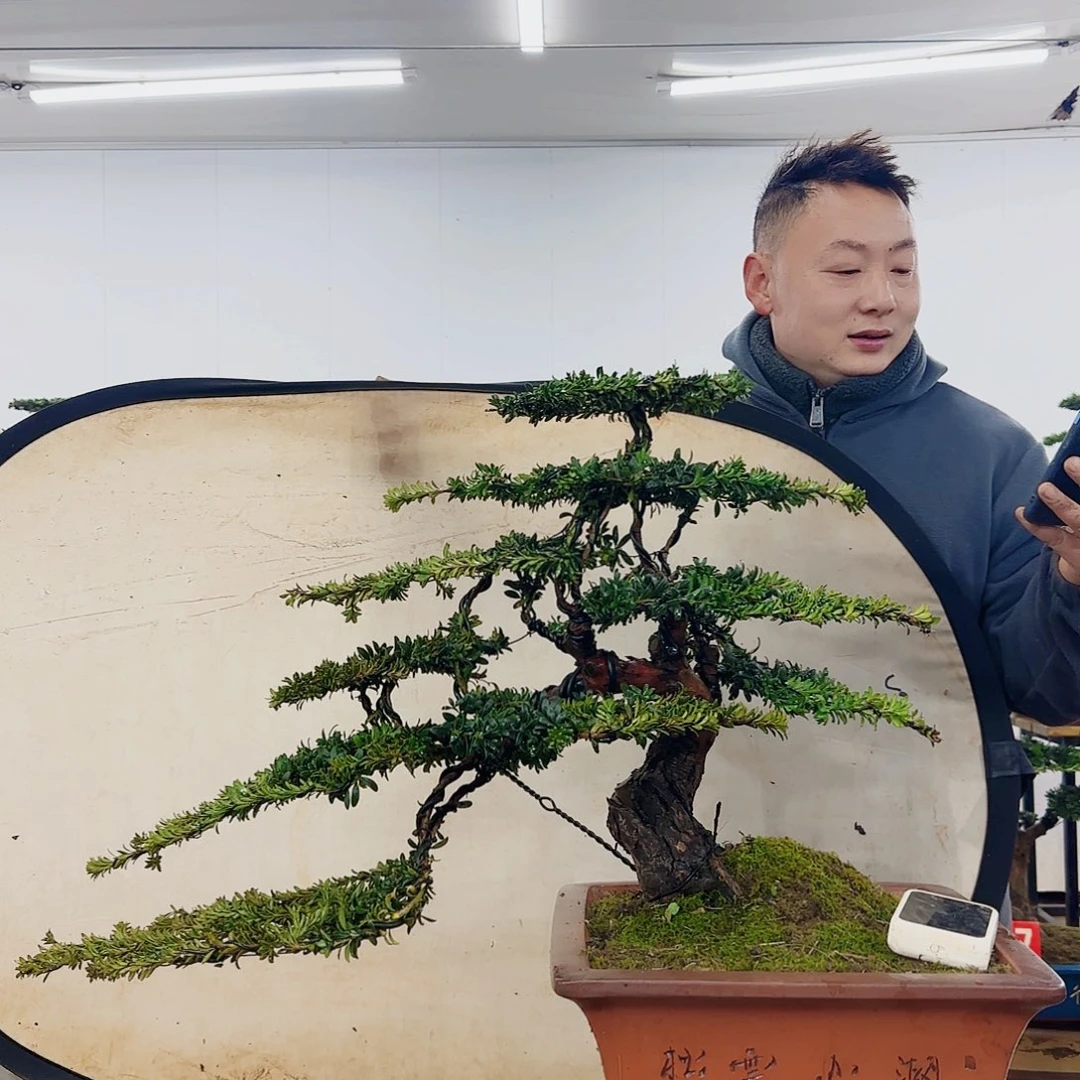 英**鱼盆景制作过程非常