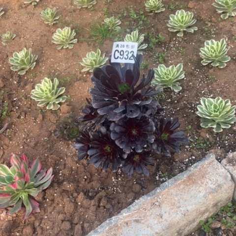 932魔法师不包断枝