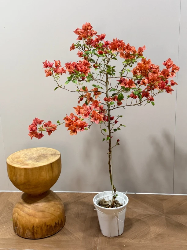 （一物一拍）佩德罗 澳大利亚品种 酒红色转变橙红色