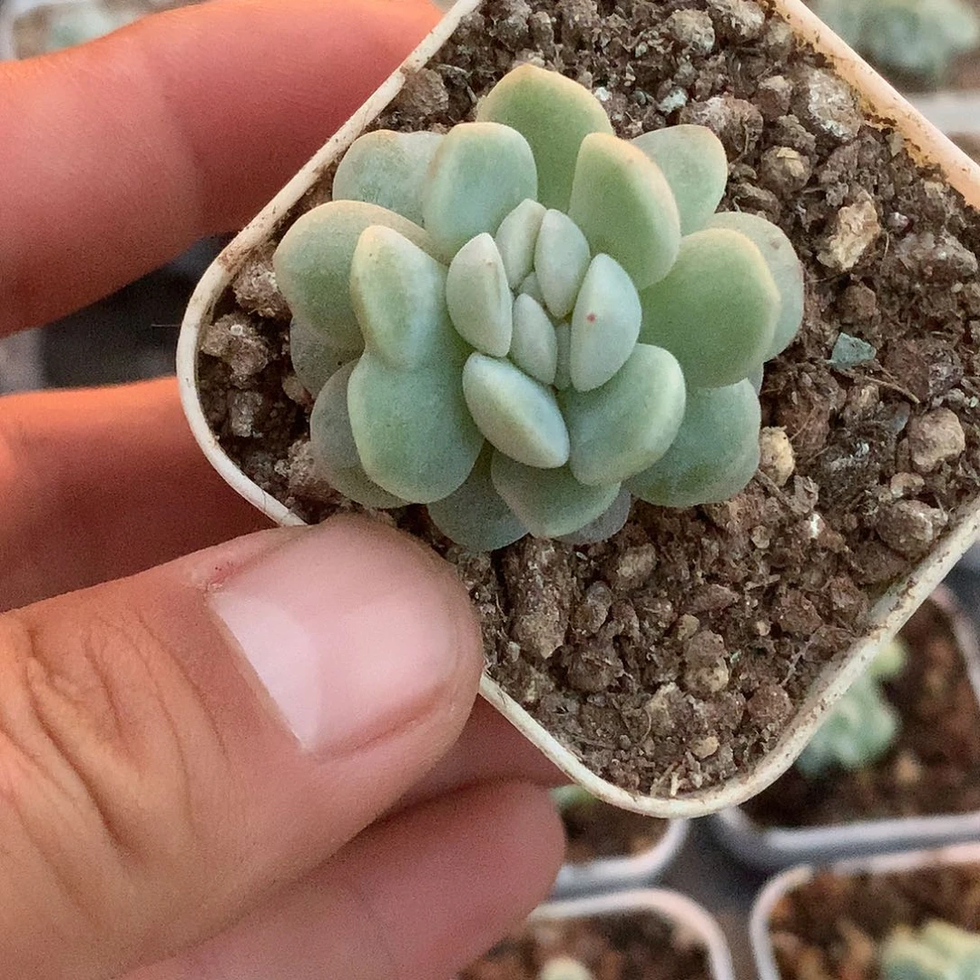 多肉植物一物一拍