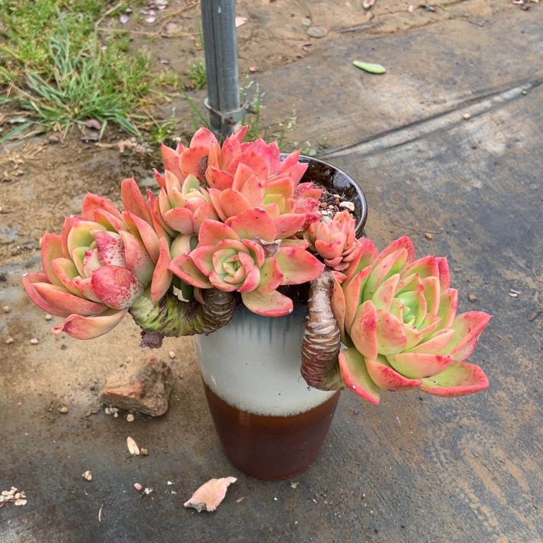 老桩金辉悬崖裸根