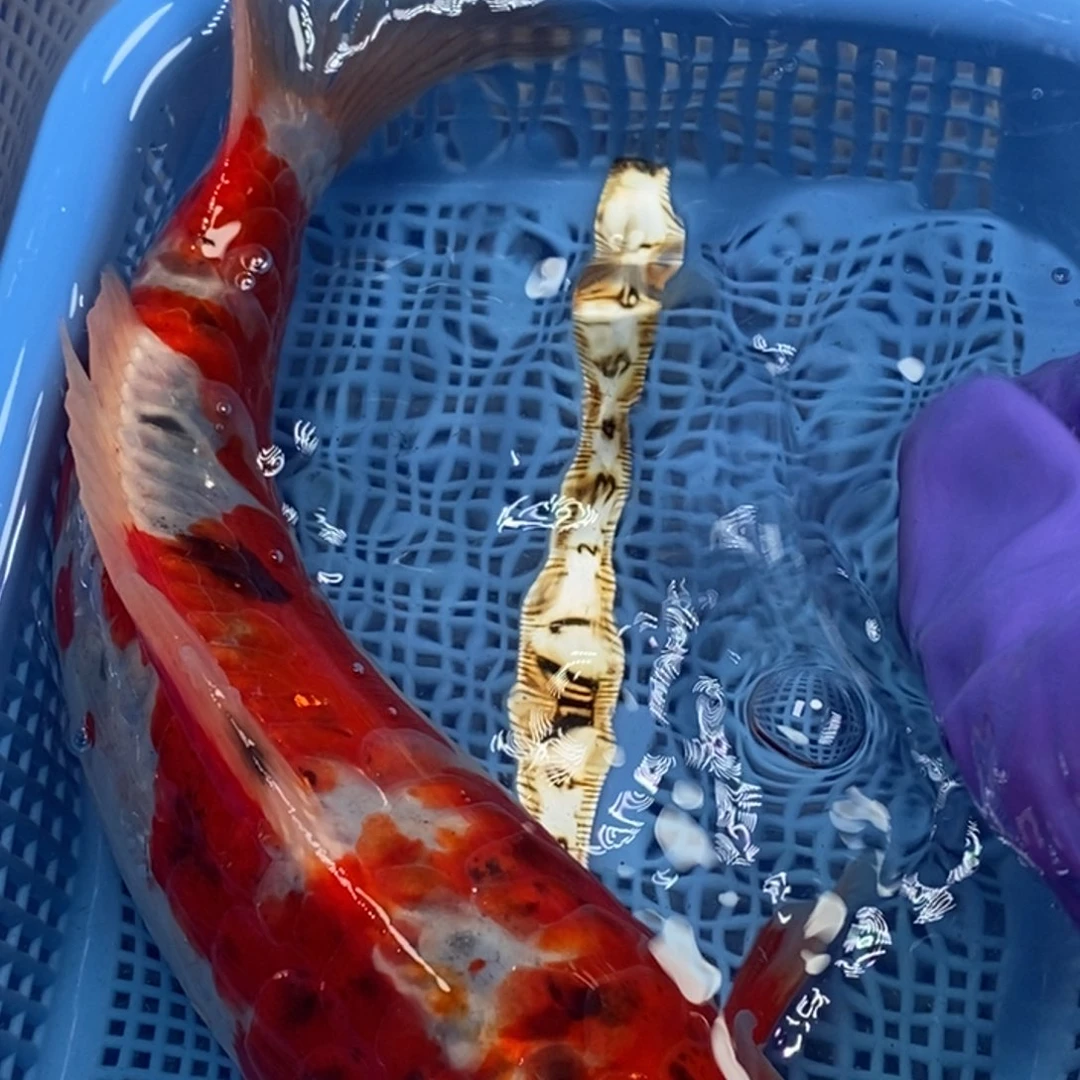 锦鲤冷水锦鲤包邮