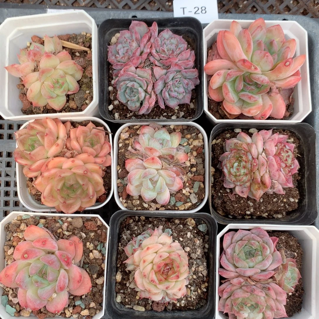 无花朵T28英语英语英语英语英语英语