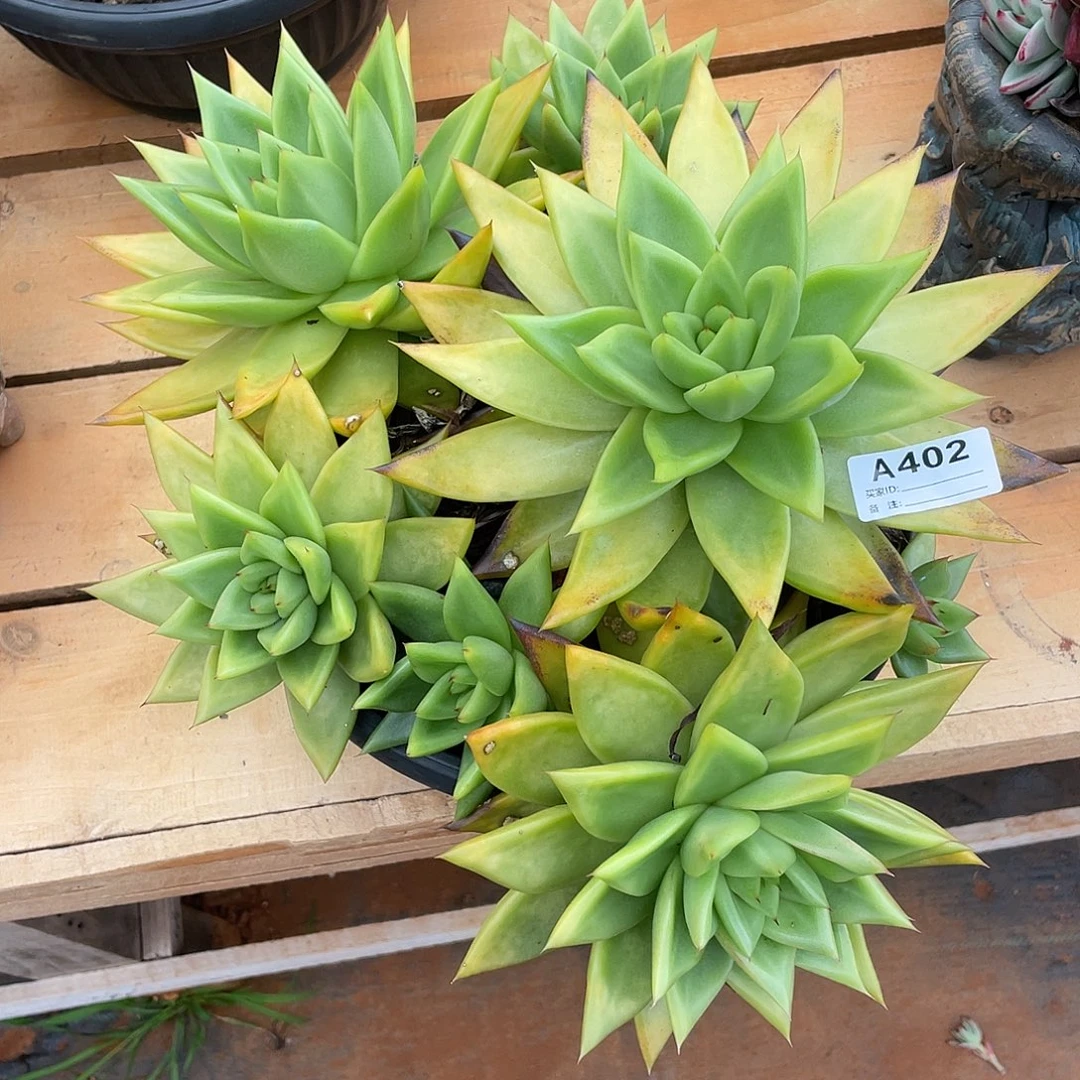 若如东云单拍A402（物流到付）