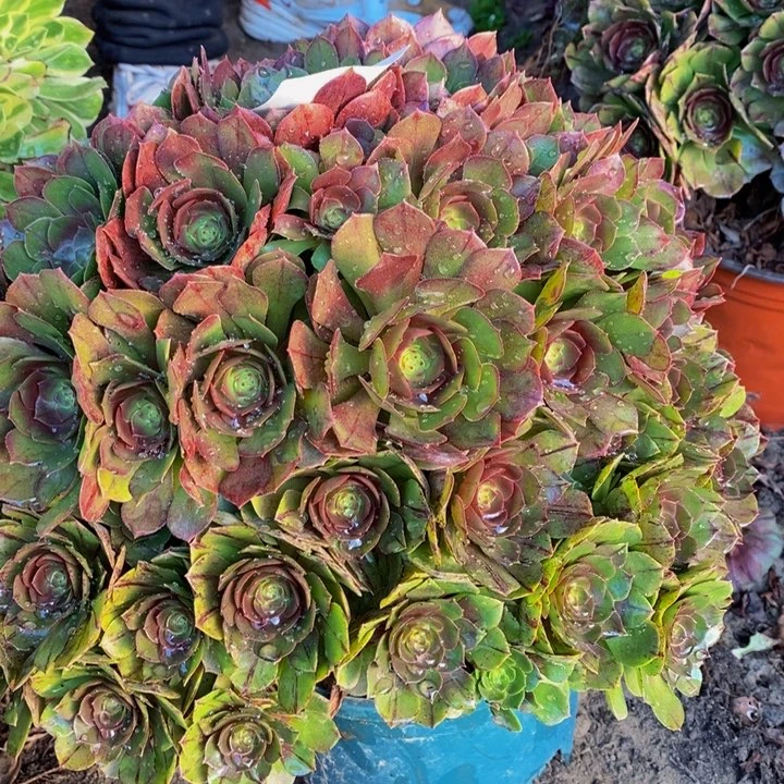 万圣节超大颗一颗duo rou