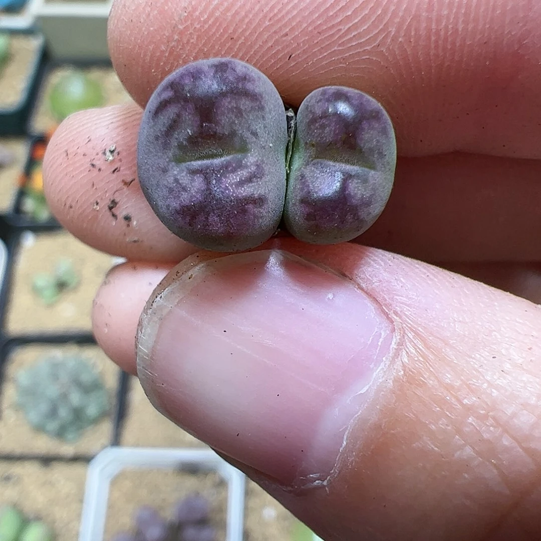 【闪购商品】200 变异