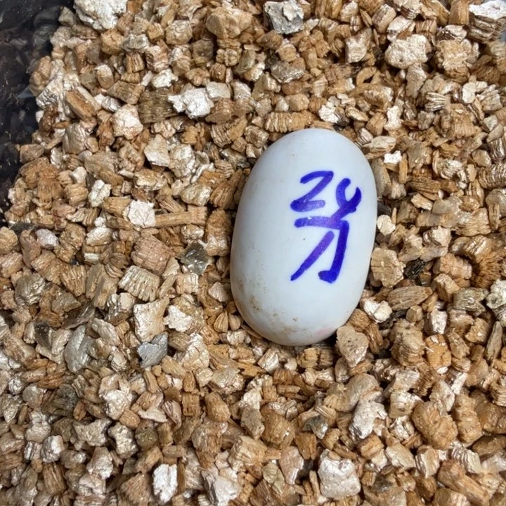 不分公母蛋龟剃刀蛋238福利一个