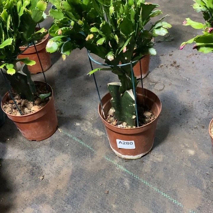 当前无花栽培后可以开花280桑吉塔