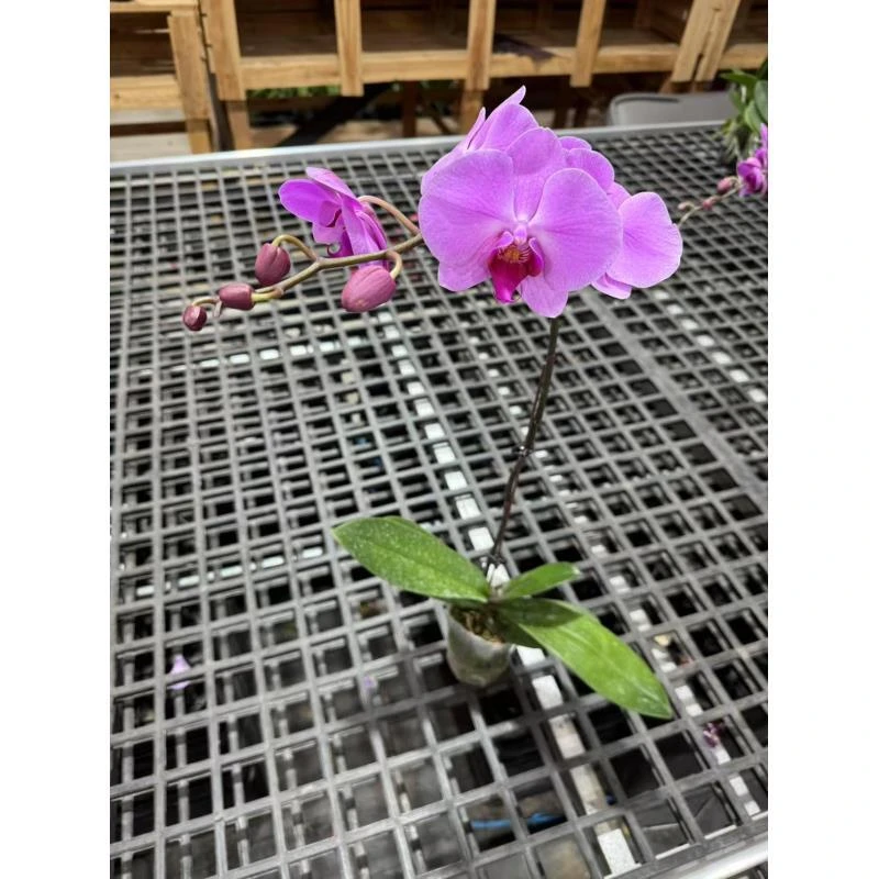 蝴蝶兰[孟菲斯]高端盆栽昆明直发