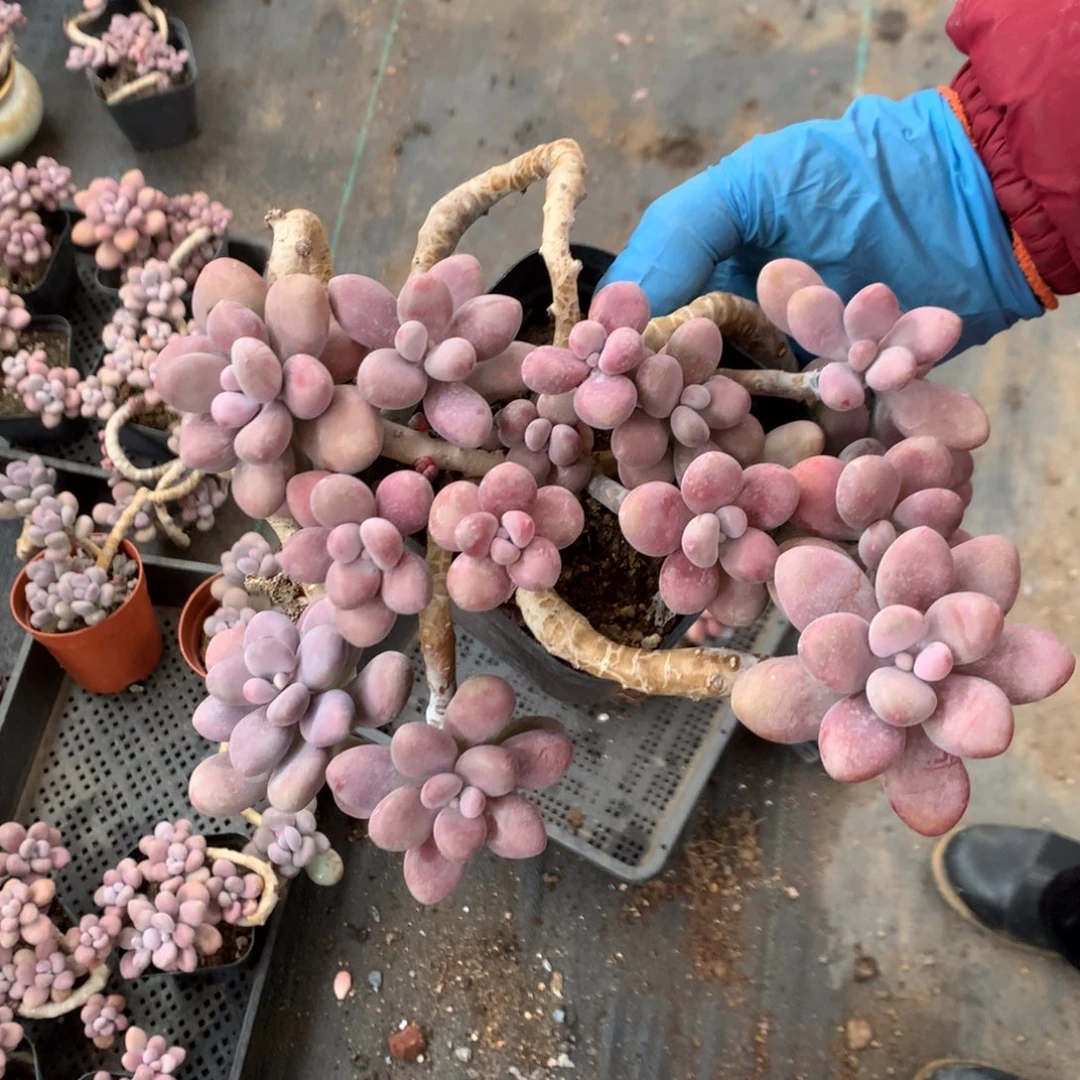 远***海桃蛋老桩不带盆70号