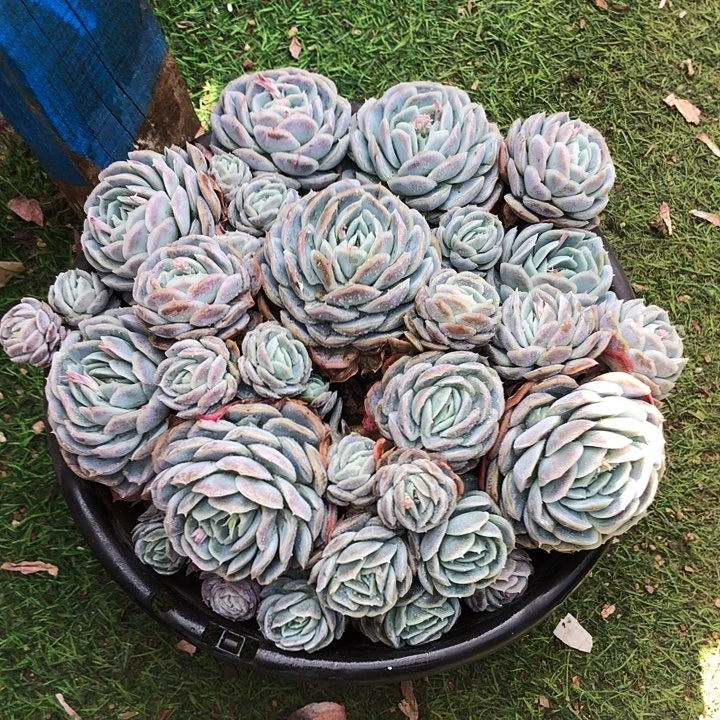 贝壳西娜大群多肉植物