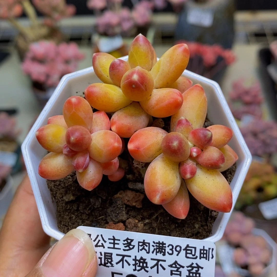 943香蕉树多肉4c m