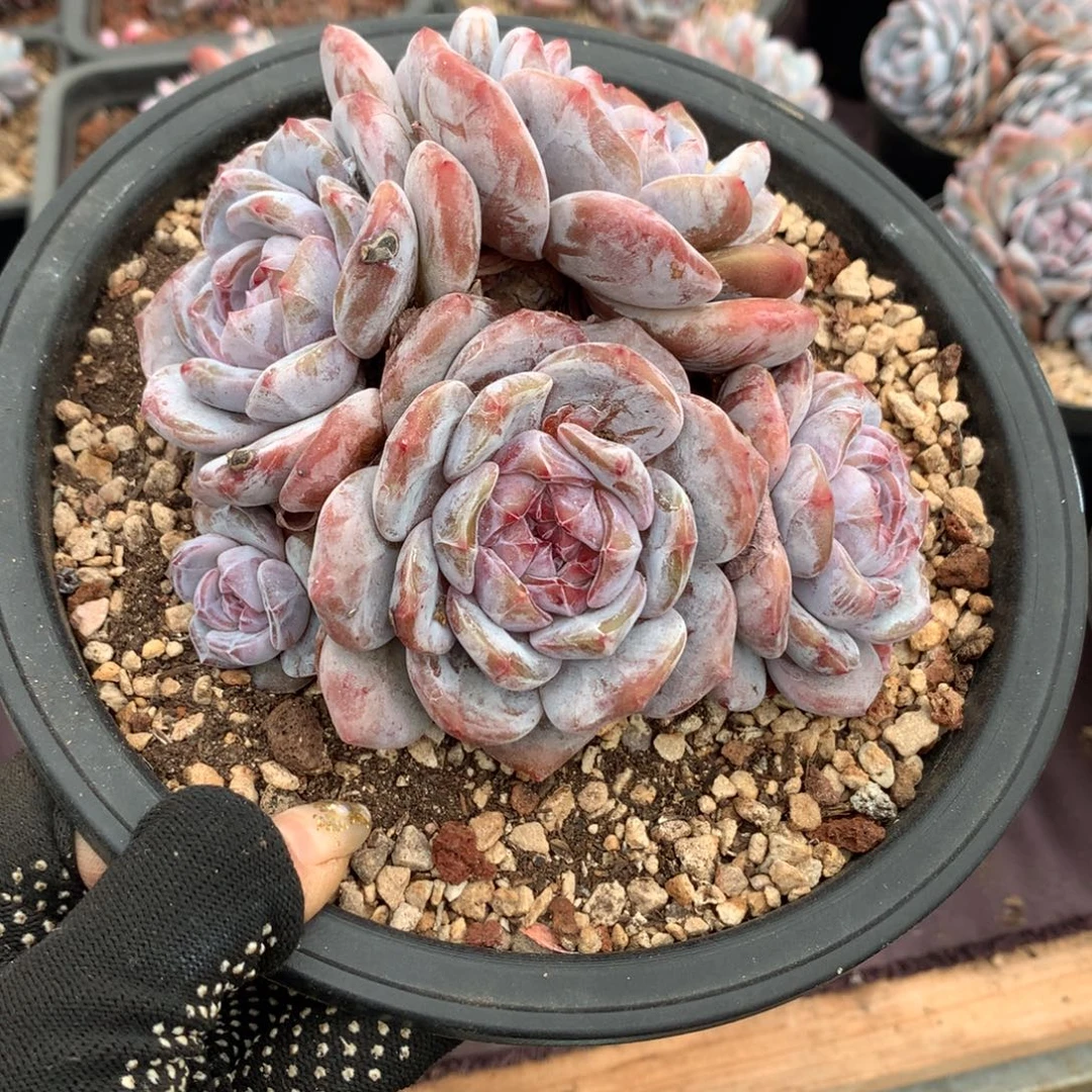 哈哈哈哈哈哈冰玉石榴籽