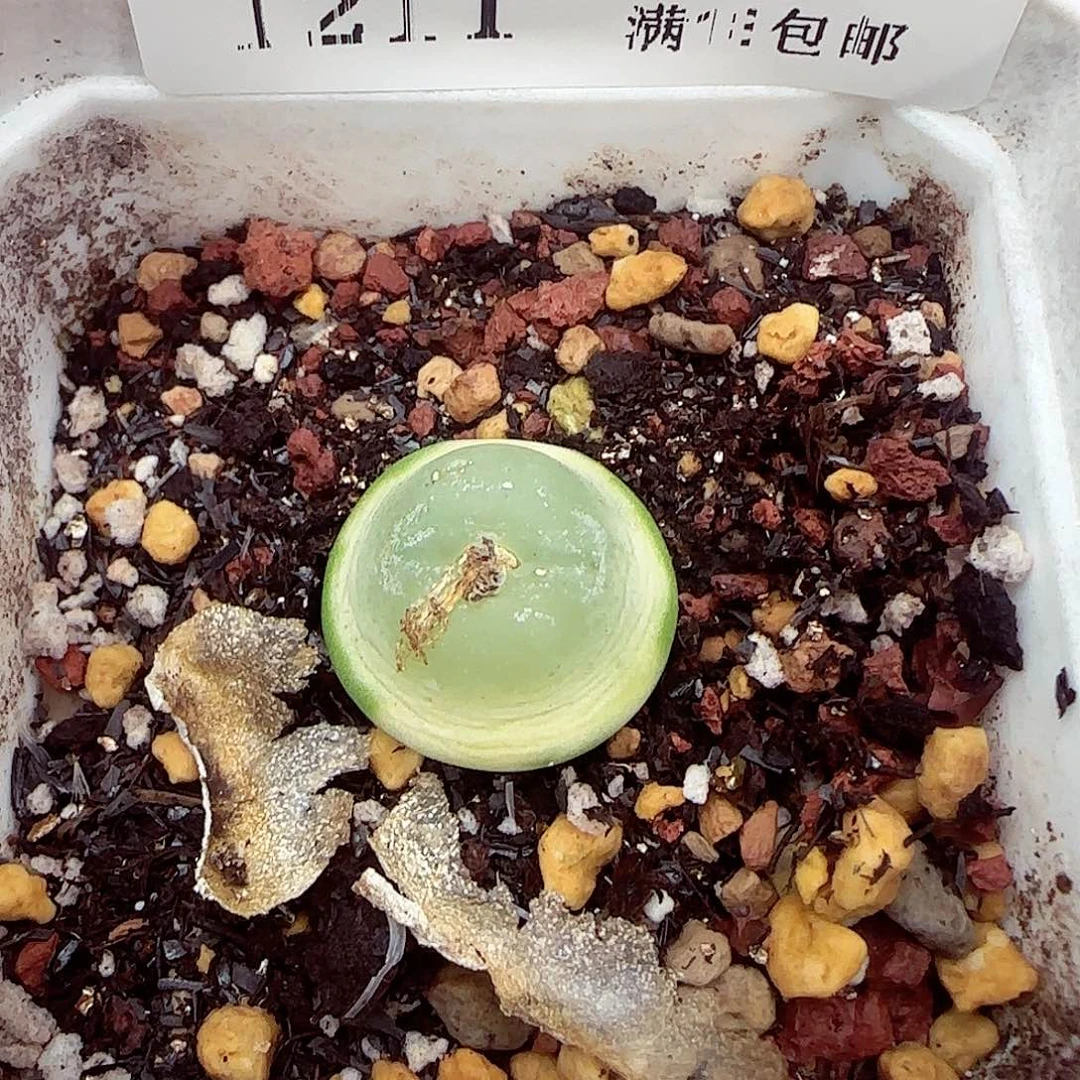 满满18包邮1211-96