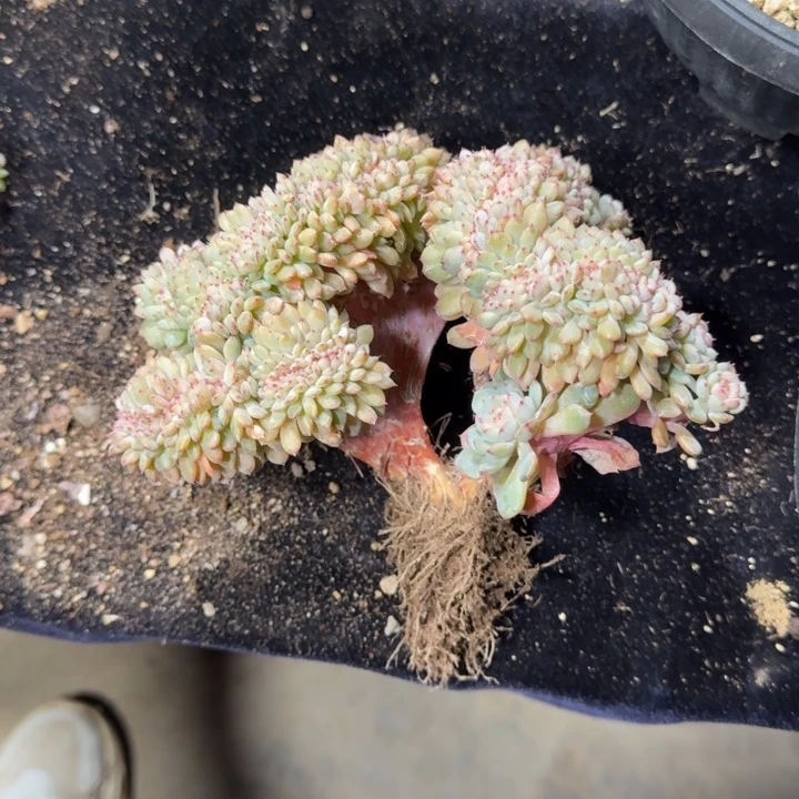 y***215厘米左右一物一拍的