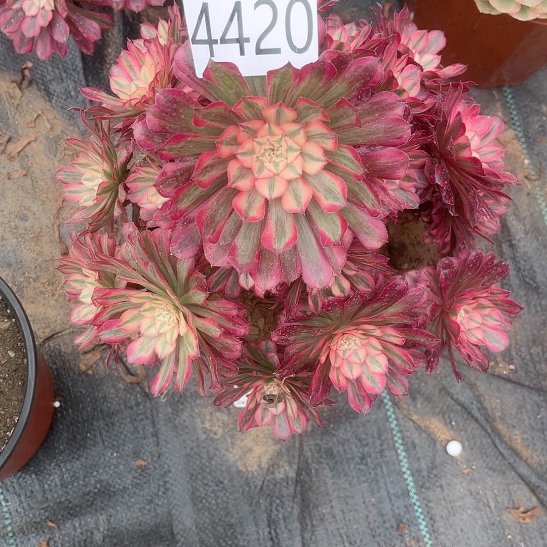 歌*4420白月光多肉植物