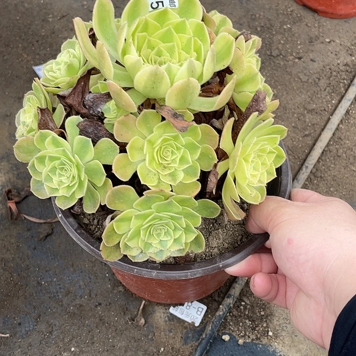 155雨荷多肉植物法师