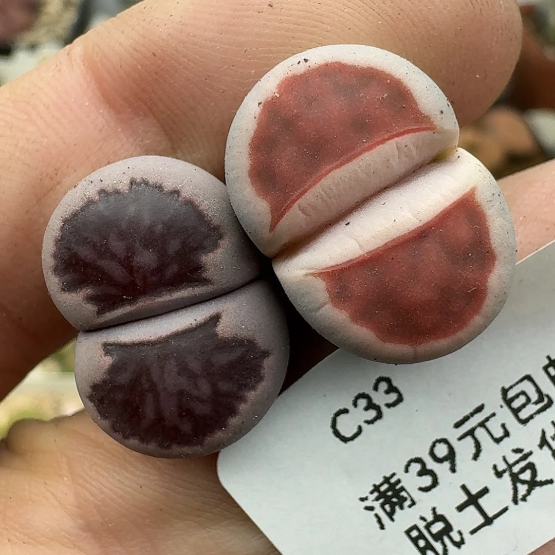 33多肉哈哈哈哈哈哈哈