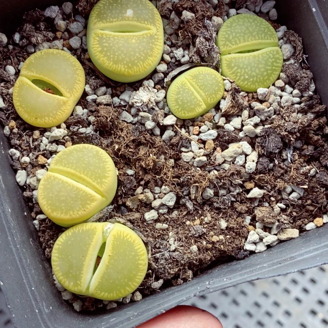 我是一只小小鸟地域鬼的人772