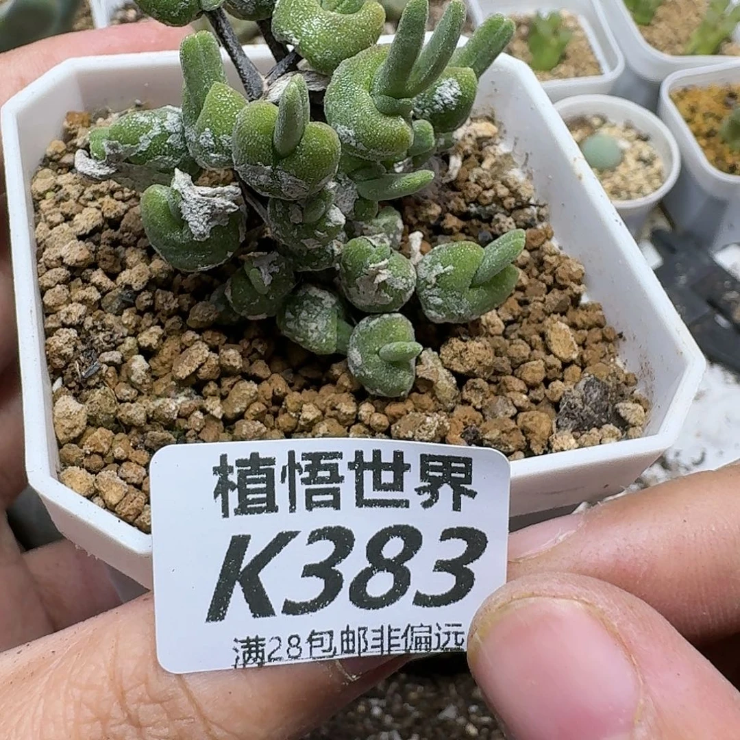 多肉植物的人生fhh