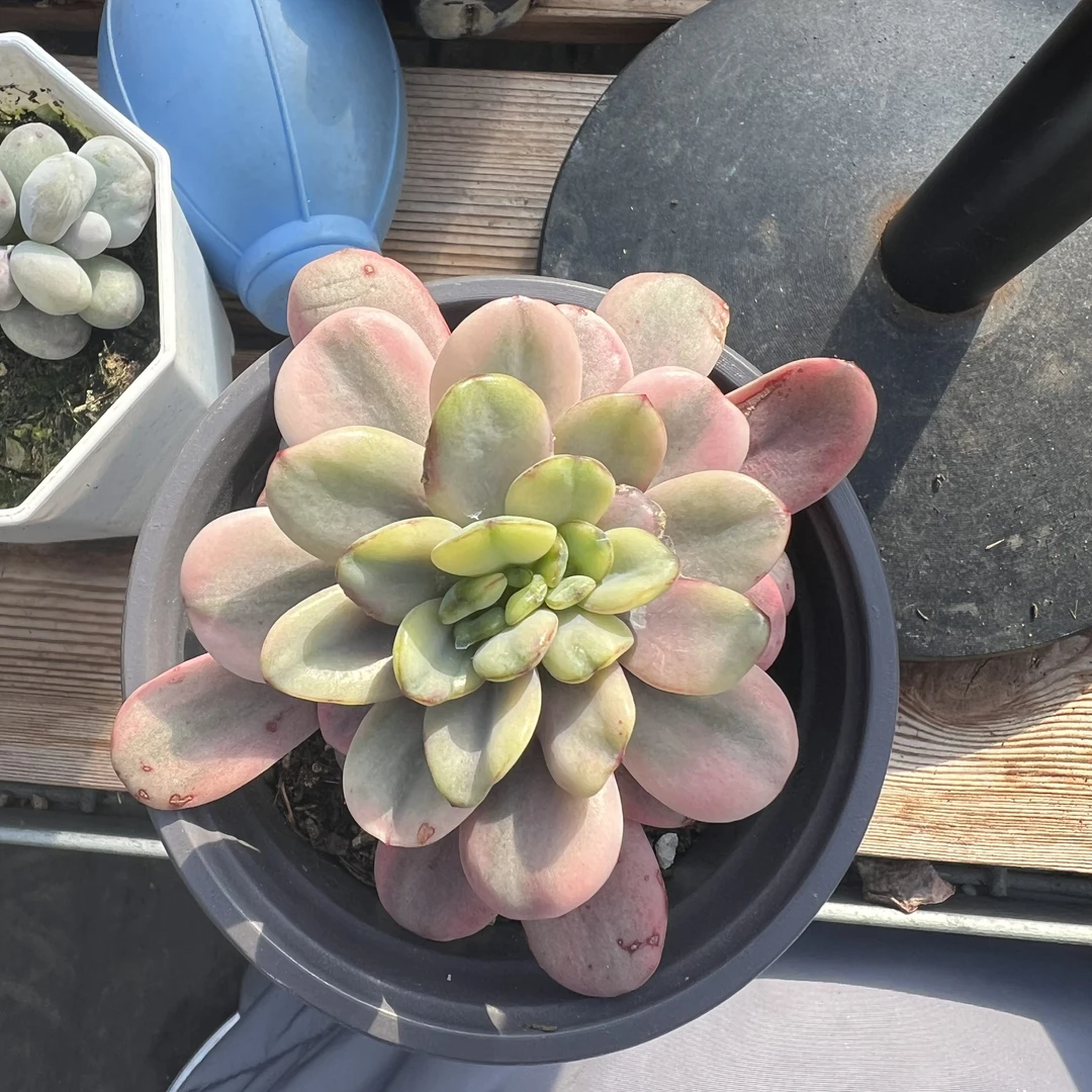 酸橙柠檬锦缀化多肉植物（善始善终专属）