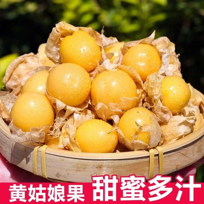 菇娘果种子黄姑娘春季阳台盆栽灯笼果东北农家大黄菇娘果野生水果