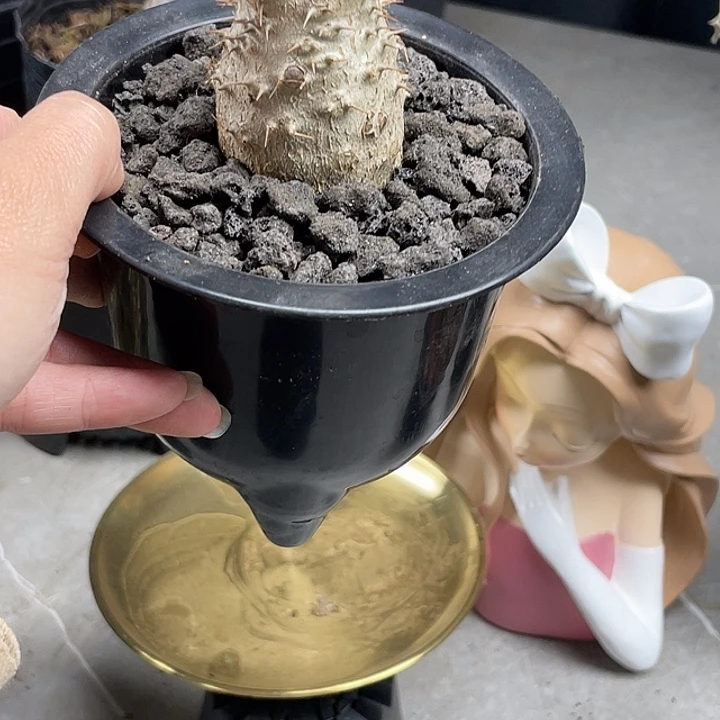 象牙宫实生4.6公分