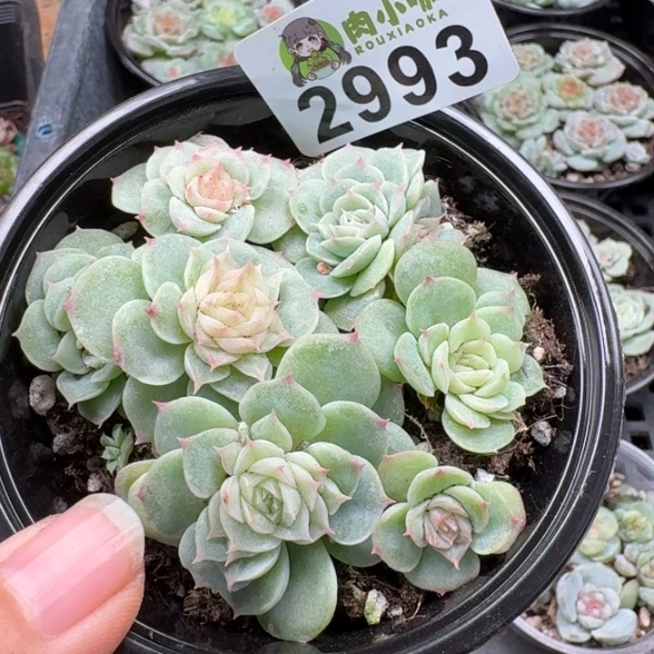 多肉植物多肉植物