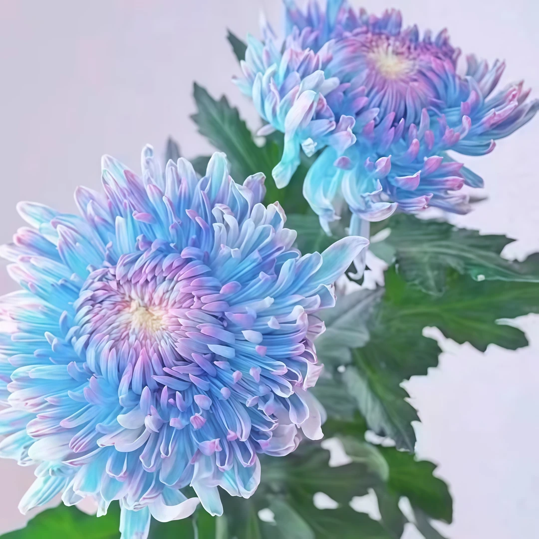 【极光】新鲜大菊花苗优质苗【不活包赔】花卉绿植大花植物带原土田园