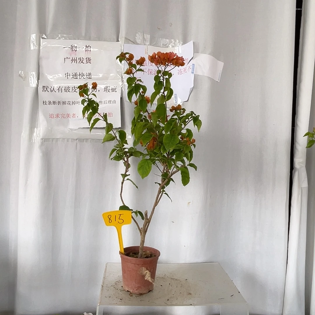 当前无花栽培后可以开花815绿叶橙