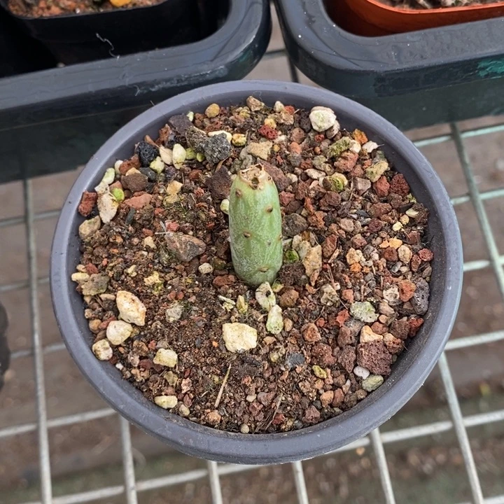 伯克利和格蕾特等著名音乐