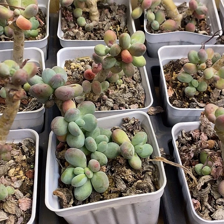 高桩苹果奶福利多多去拍