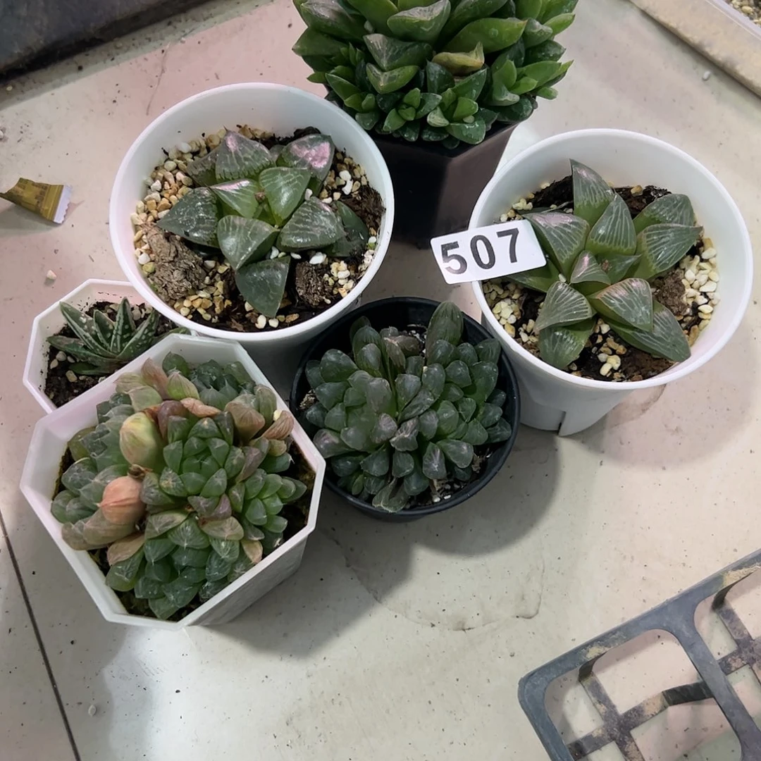 脱土带伤无根十二卷多肉