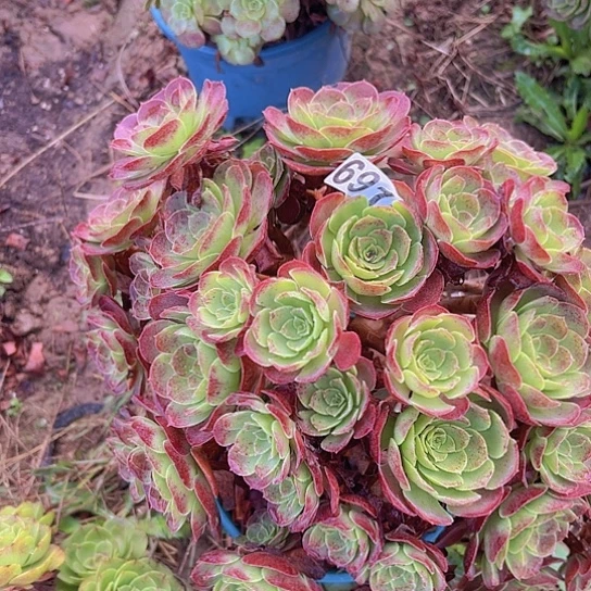 ꧔***ღ多肉植物一个荷兰玫瑰