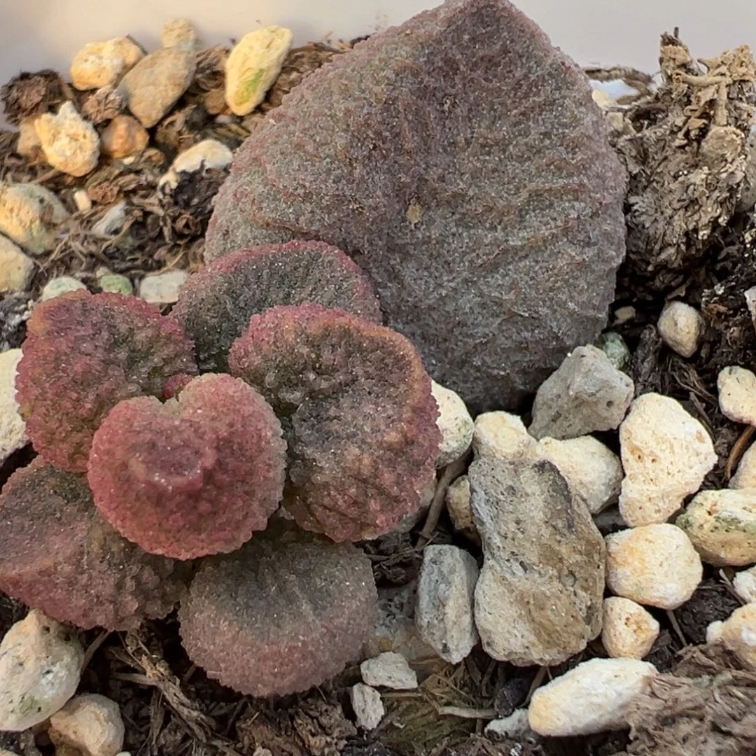 水蜜桃大苗多肉植物水泡