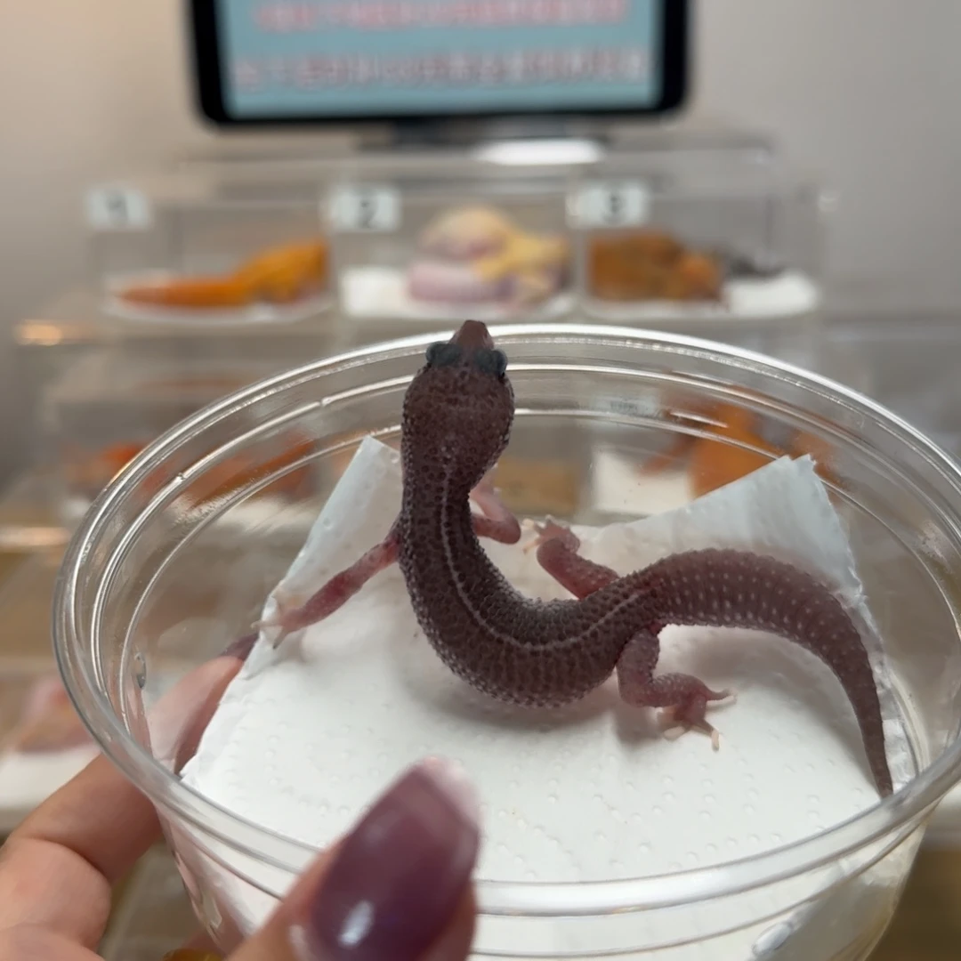 豹纹守宫超级雪花母温