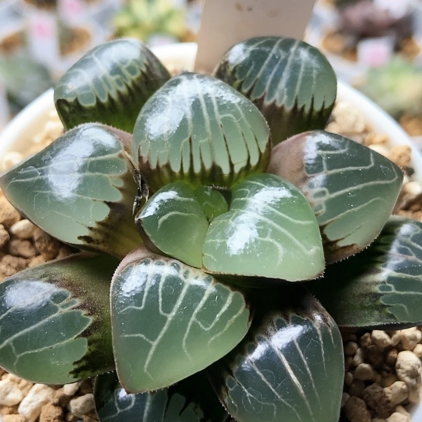 【闪购商品】天池100